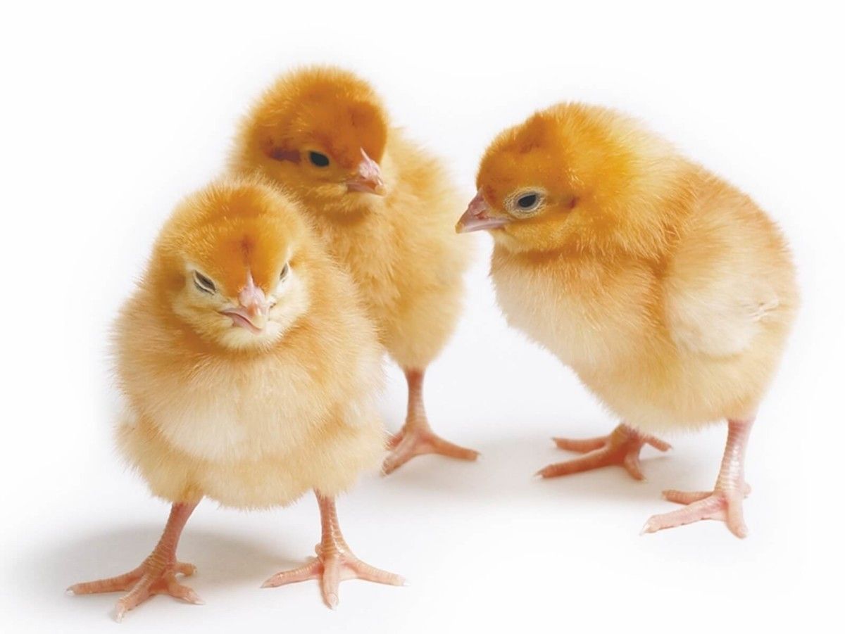 Pollos de campo: que es, tipos y contenido.