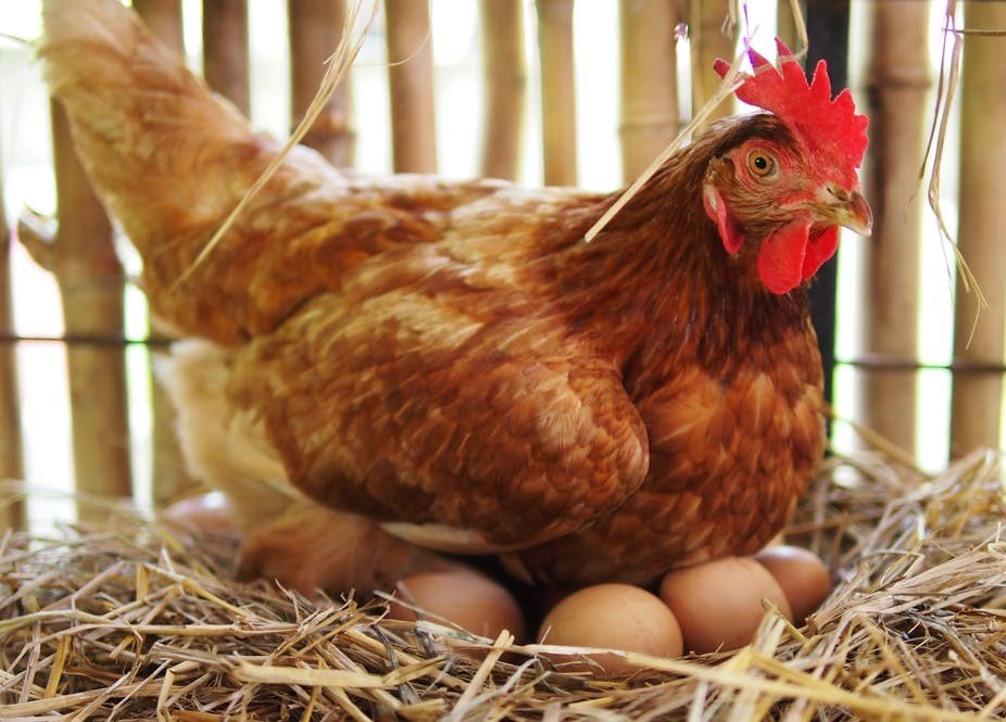 Pollos reproductores descripción de la raza, mantenimiento de pollos.  Opiniones de propietarios
