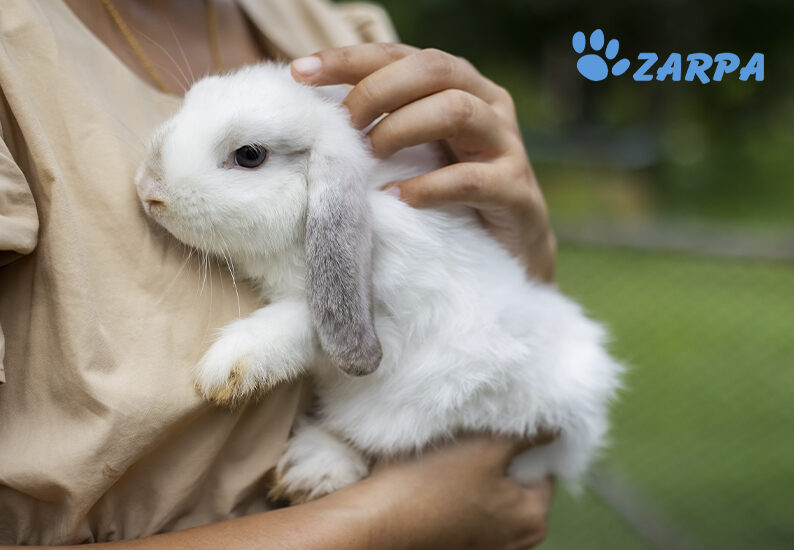 ¿Por qué a veces los conejos pierden el pelo?
