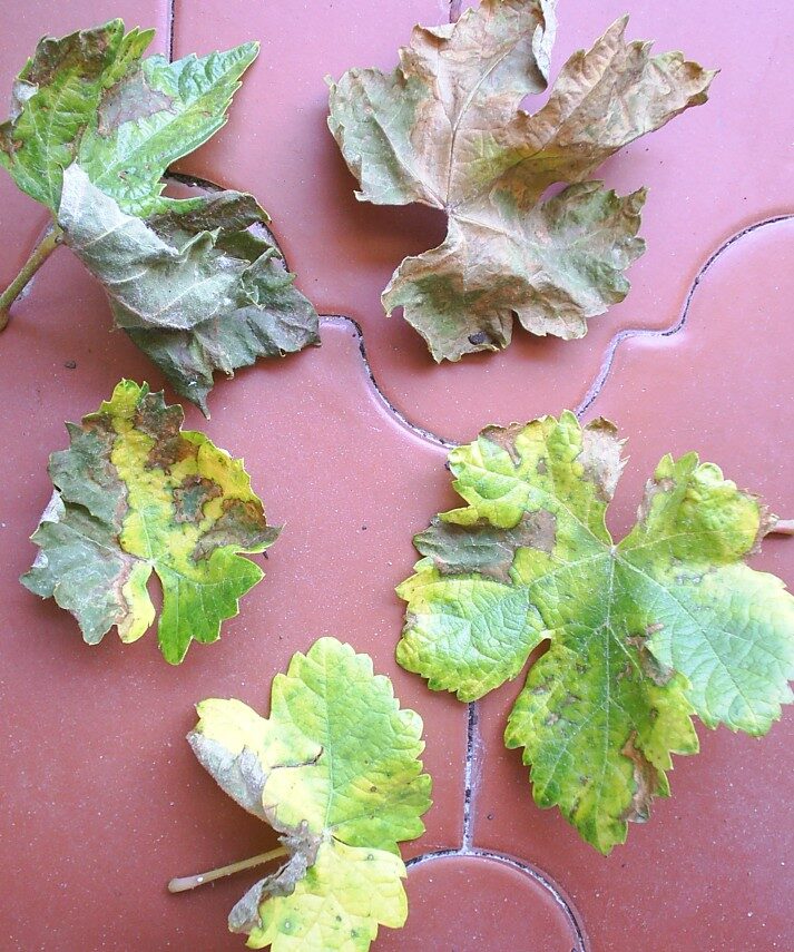 ¿Por qué aparecen manchas en las hojas de parra y qué hacer?