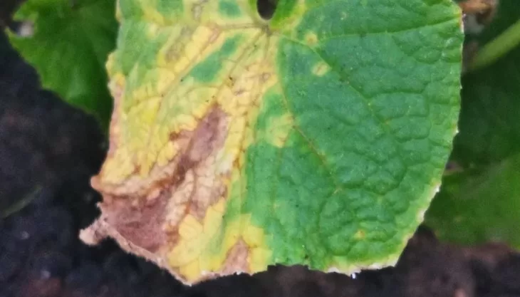 Por qué las hojas de pepino se vuelven amarillas y qué hacer al respecto