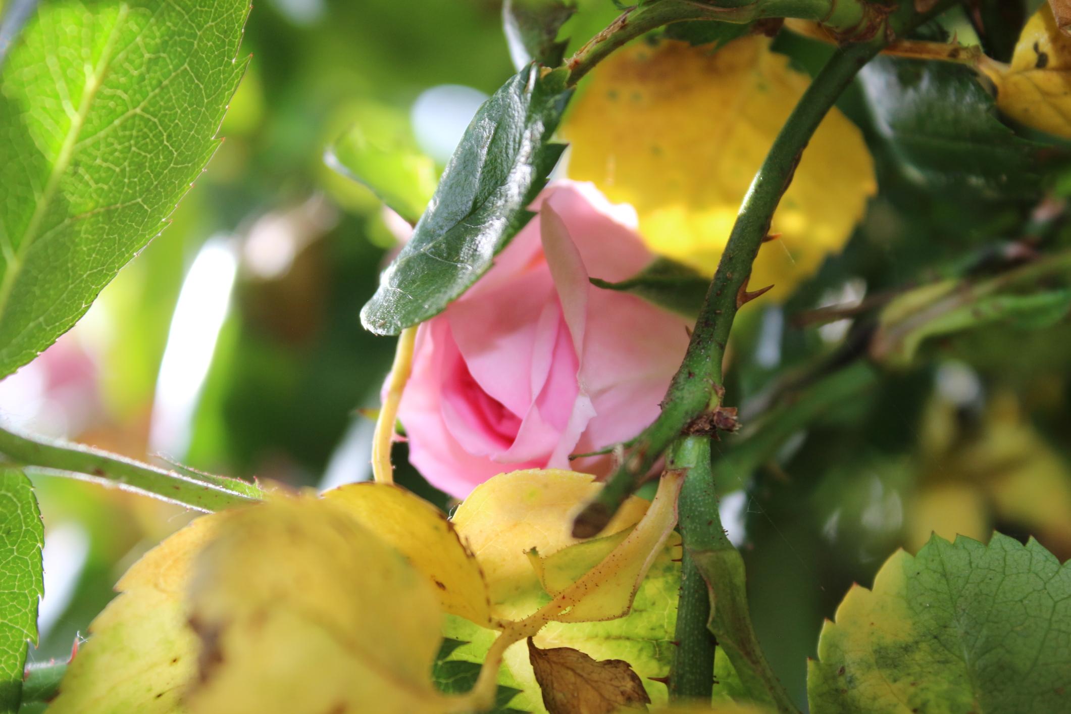 Por qué las hojas de rosa se vuelven amarillas: las principales causas y formas de eliminarlas
