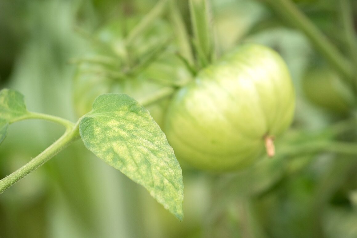 ¿Por qué las hojas de tomate se vuelven amarillas en un invernadero?