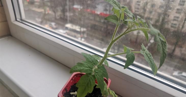 ¿Por qué las plántulas de tomate se vuelven amarillas en el alféizar de la ventana?