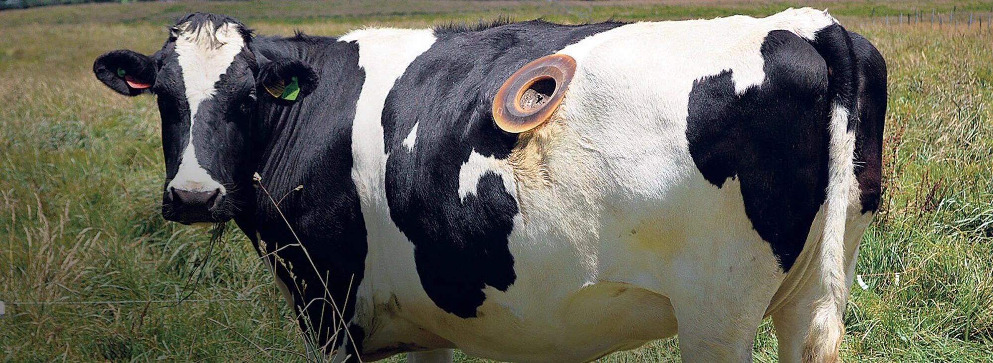 ¿Por qué las vacas tienen un agujero en el costado?