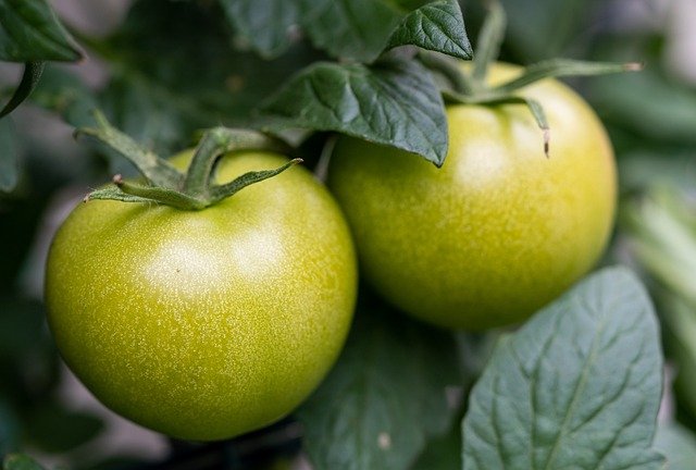 ¿Por qué los tomates no se ponen rojos en el invernadero?