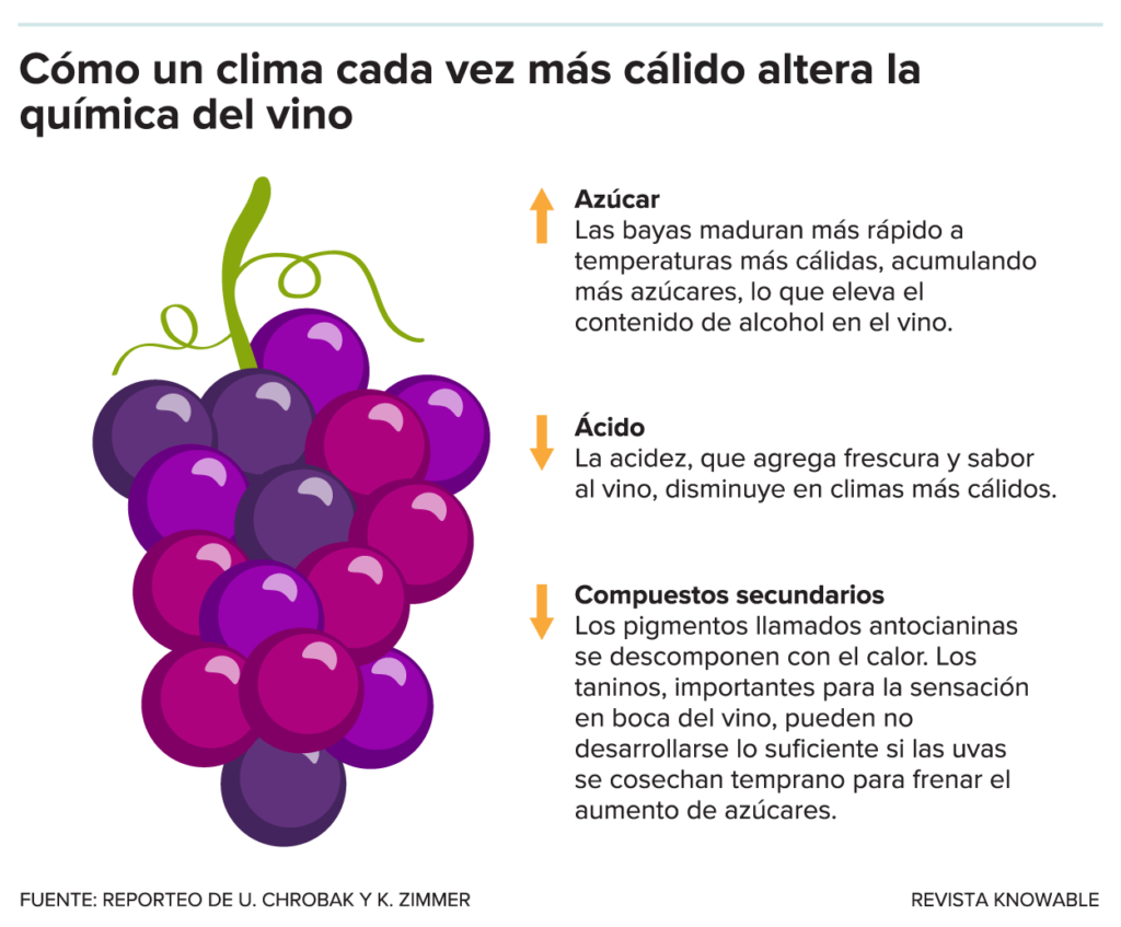 ¿Por qué revientan las uvas y se puede solucionar el problema?