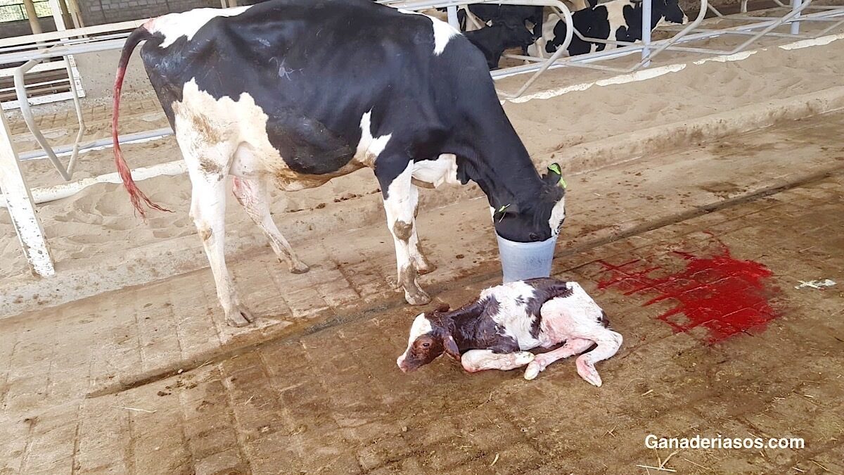 ¿Por qué signos se determina cuando una vaca entra en celo después del parto?