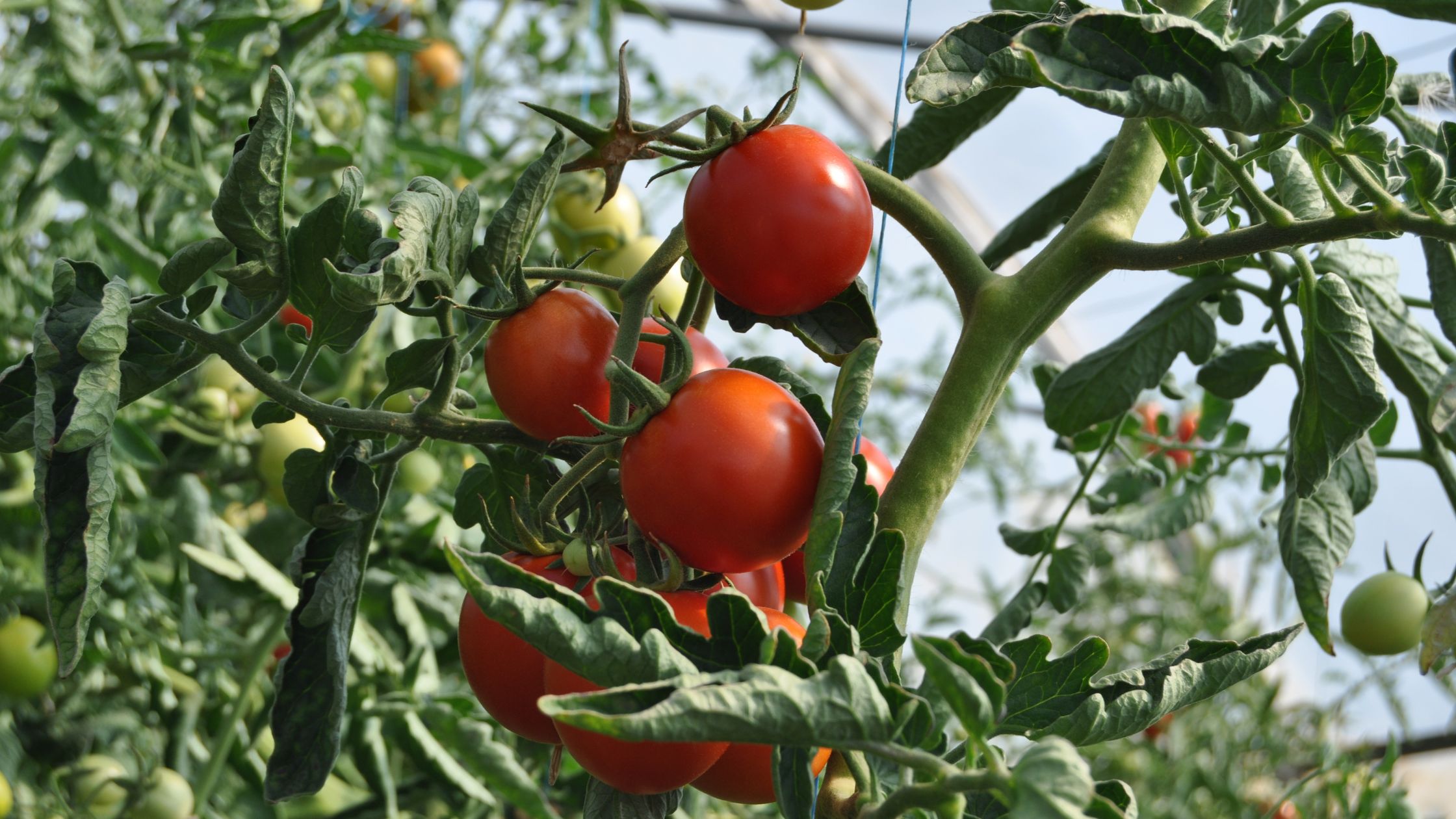 Precaución: ¡Asesino de la cosecha!  Cómo reconocer la mancha blanca a tiempo y curar adecuadamente los tomates de la septoria