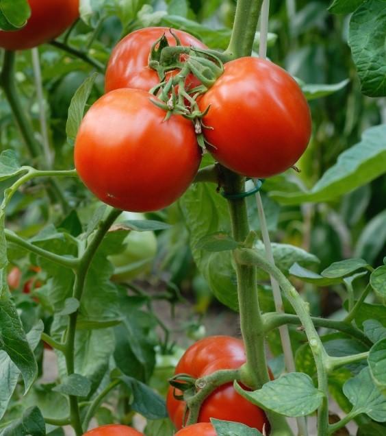Precaución: cigarras: cómo proteger los tomates del stolbur y cómo lidiar con un flagelo infeccioso