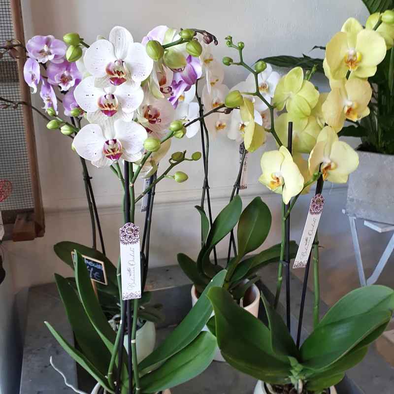 Preciosas orquídeas en casa.