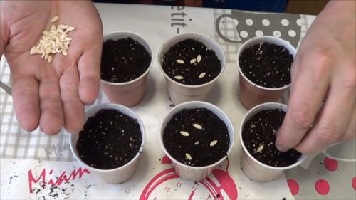 Preparación de semillas de pepino para plantar.