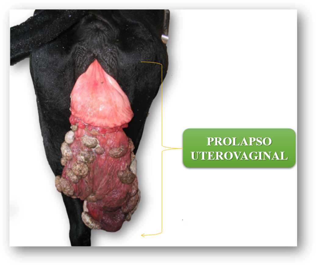 Prolapso uterino en una vaca