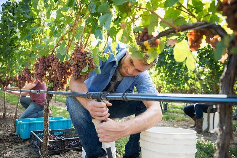 Proteger las uvas de enfermedades sin pesticidas.