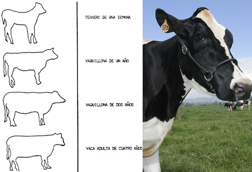 ¿Qué determina el peso medio de una vaca?