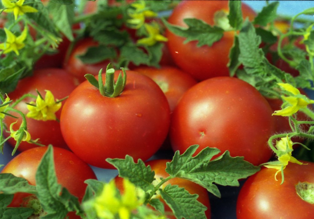 ¿Qué es la atractiva variedad de tomate Relleno blanco para el cultivo doméstico en camas y en invernadero?