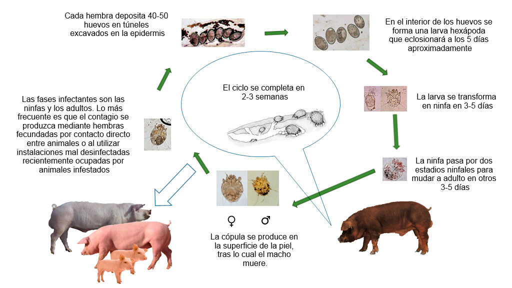 ¿Qué es la sarna sarcóptica porcina y cómo se trata?