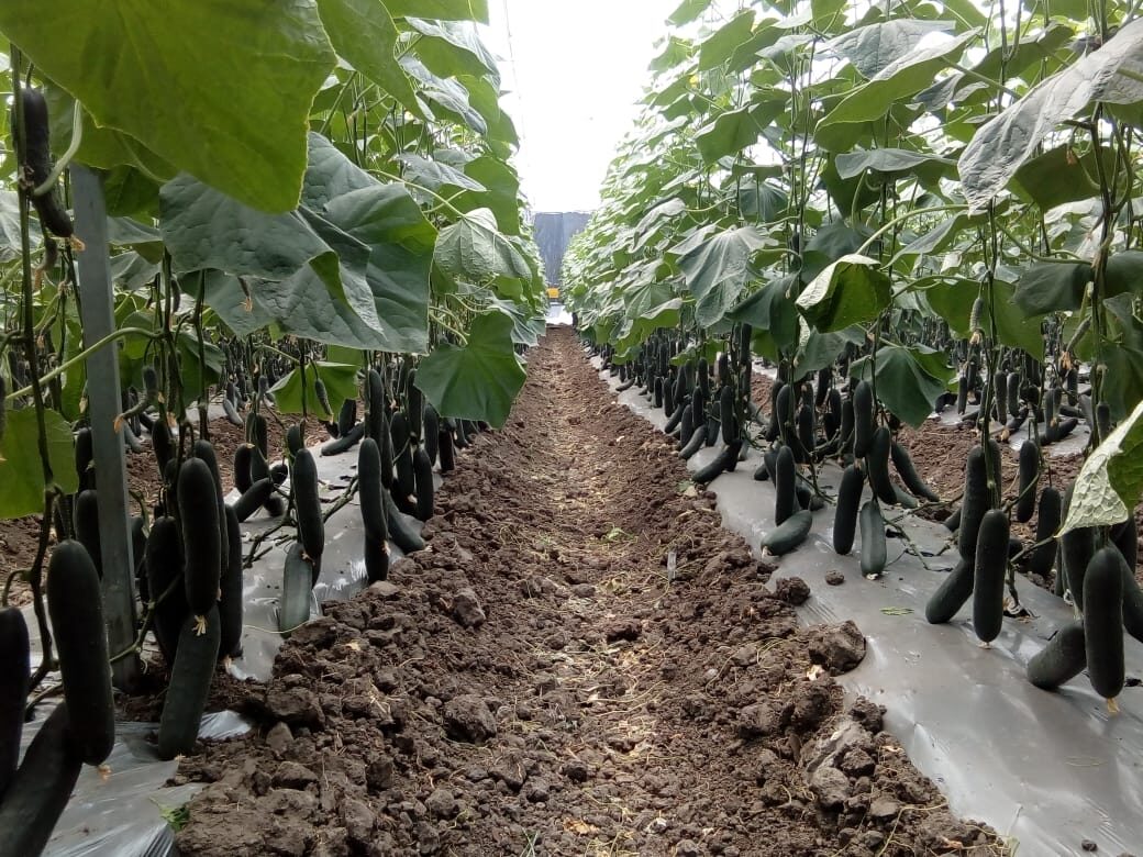 ¿Qué es un híbrido de pepino partenocárpico?  ¿Dónde plantarlos: en invernadero o en campo abierto?