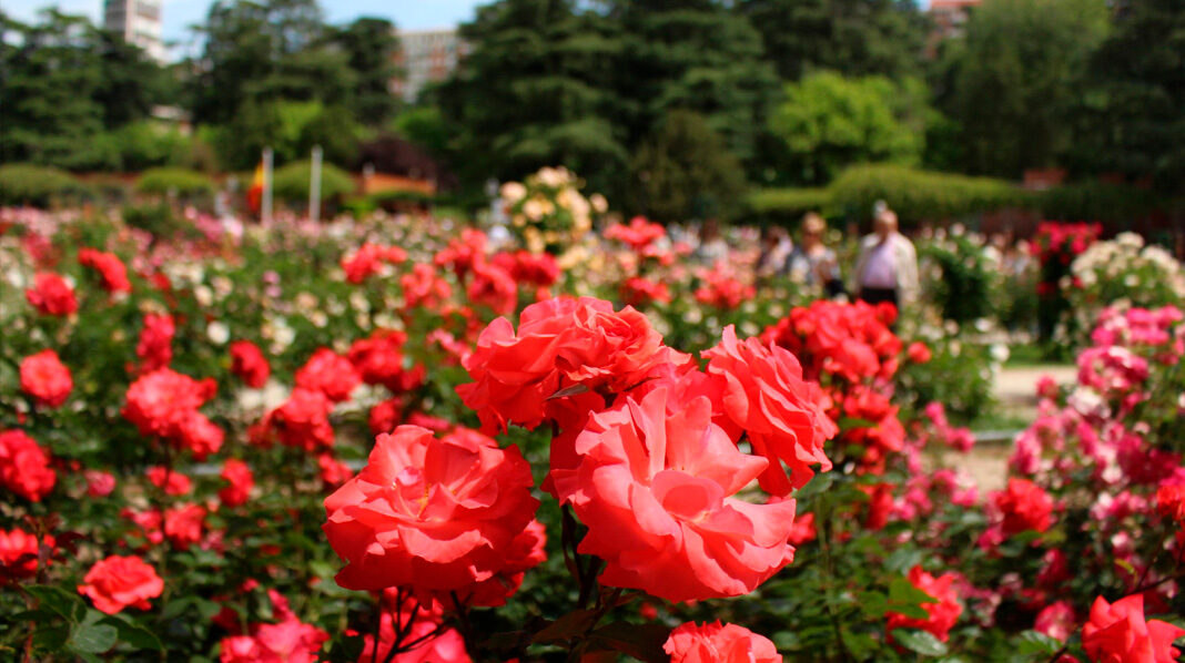 ¿Qué es una rosa estándar: un jardín del país de las maravillas?
