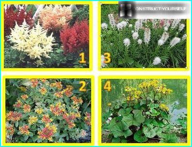 ¿Qué flores perennes arraigan mejor en las condiciones de los Urales y Siberia?