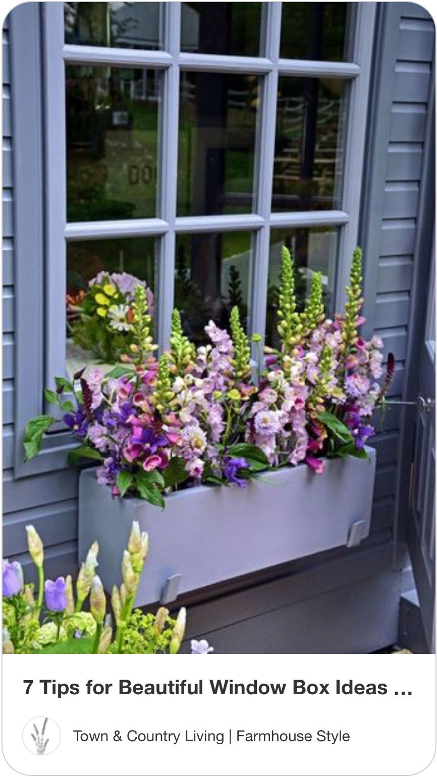 ¿Qué flores plantar en el alféizar de la ventana?