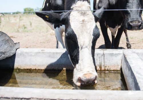 ¿Qué hacer si una vaca está envenenada?