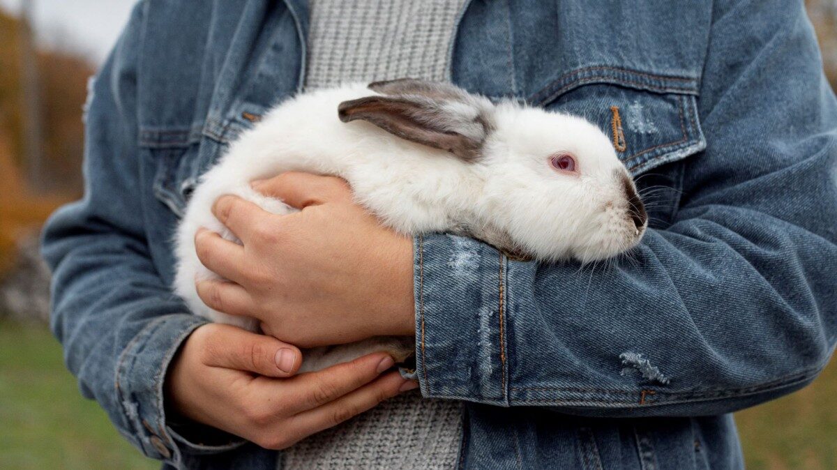 ¿Qué lleva a la muerte de los conejos adultos y de los conejos jóvenes?