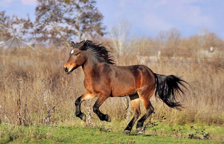 ¿Qué razas de caballos se crían en los Urales?