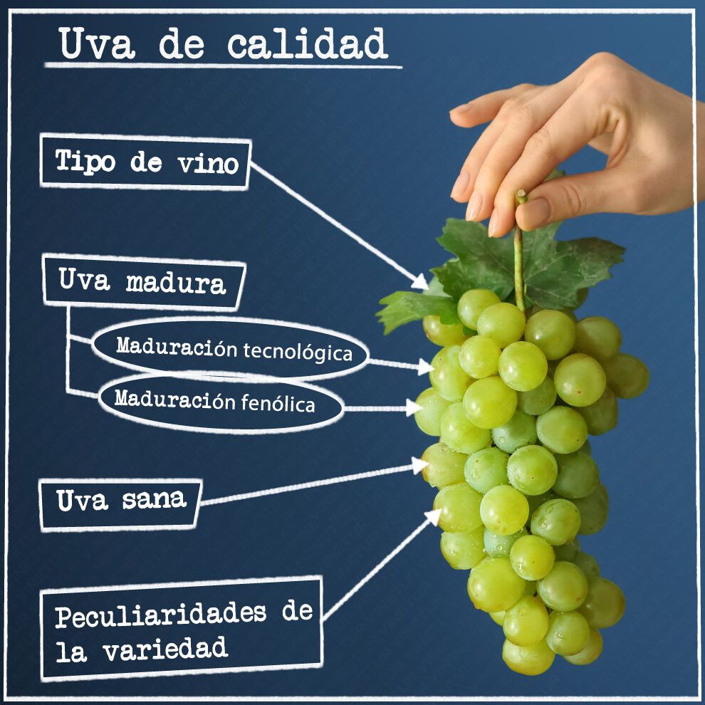 ¿Qué y cómo procesar las uvas?
