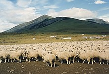 Quién es considerado el antepasado de las ovejas domésticas: teorías del origen.