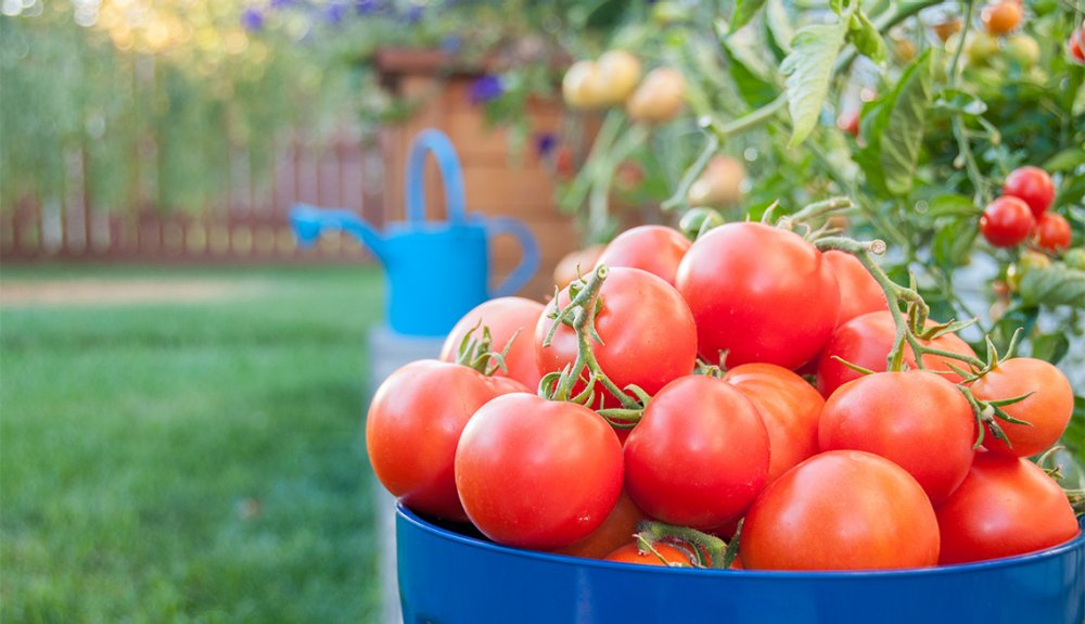 ¿Quieres cultivar tomates dulces y carnosos?  Aplicar potasio – fertilizante para tomates.
