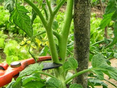 Quitar sin piedad: aprender a formar correctamente los tomates en un tallo