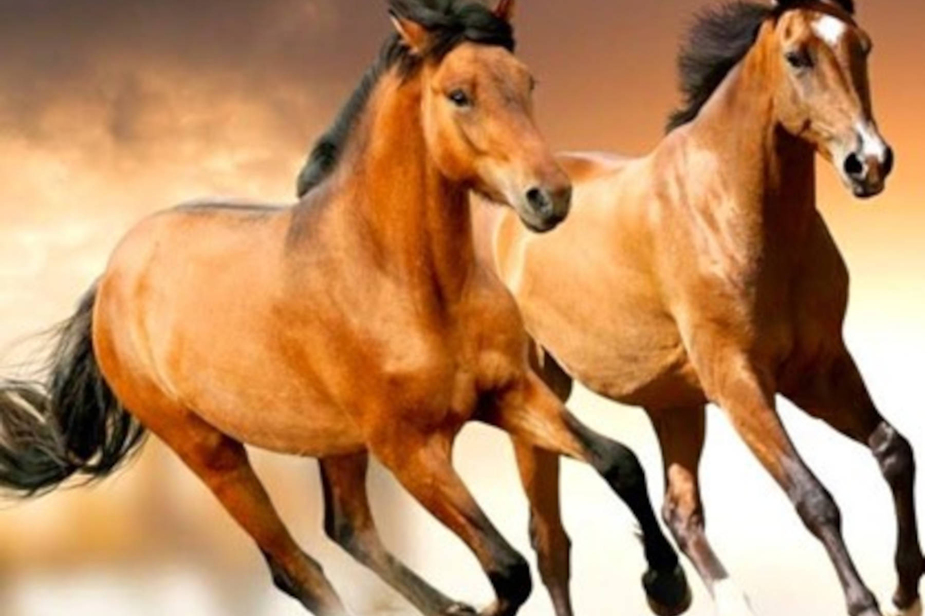 Raza de caballo de Karabaj