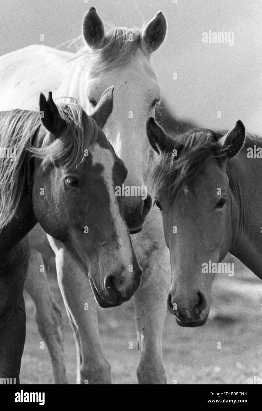 Raza de caballo kirguís