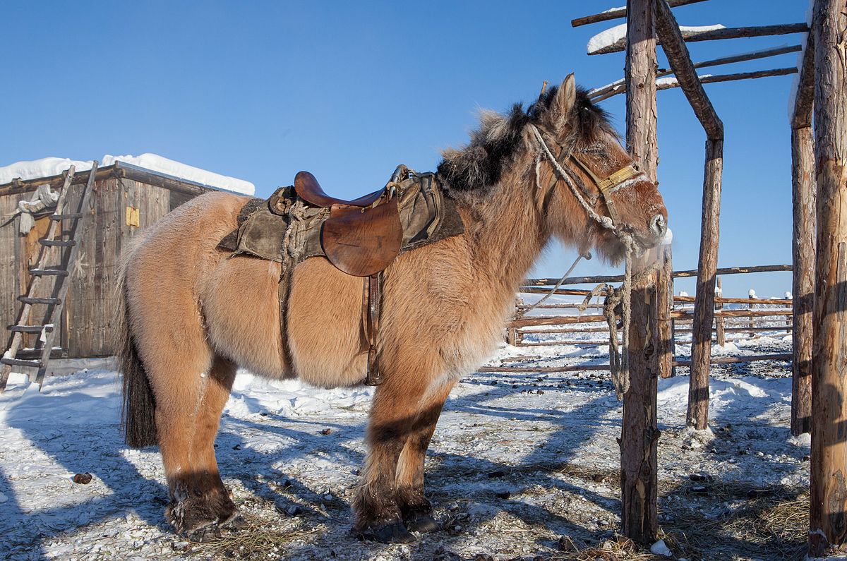 Raza de caballo Yakut: origen, descripción, uso