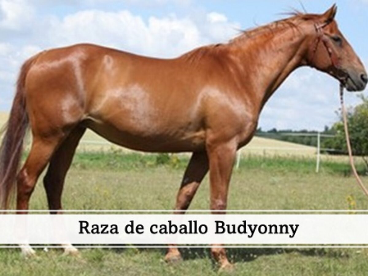 Raza de caballos Budyonnovskaya