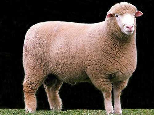 Raza de lana y carne de oveja Tashlinskaya: descripción, origen, cría