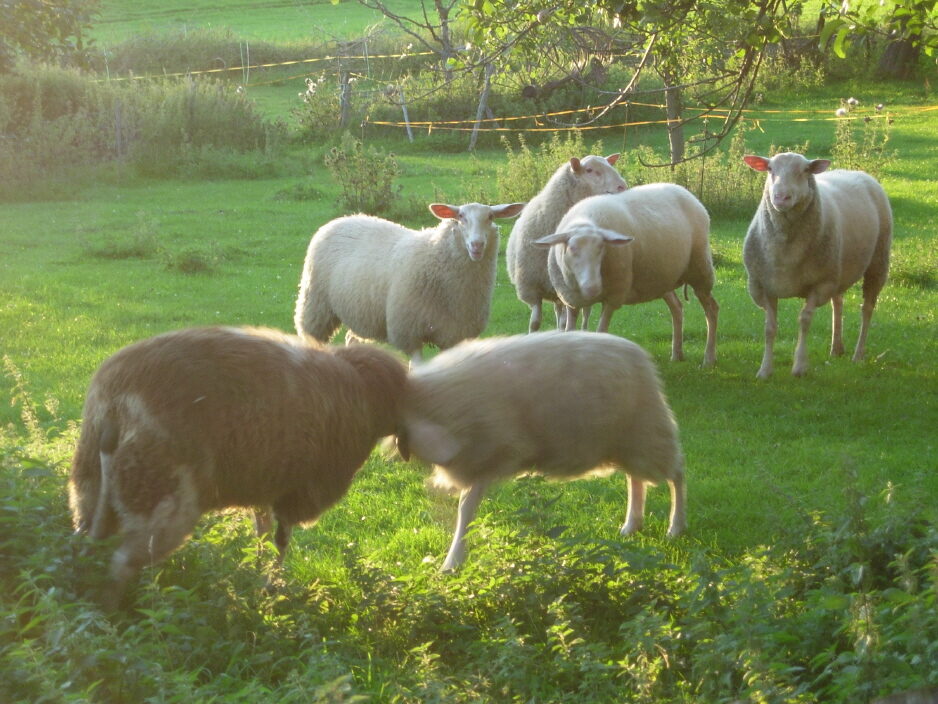 Raza de ovejas de Frisia Oriental