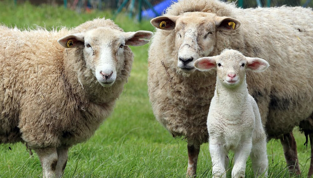 Raza de ovejas