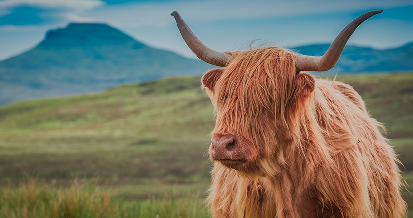 raza de vaca escocesa