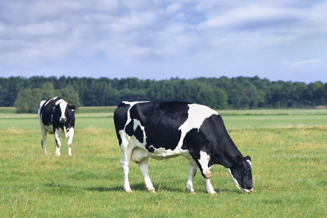 raza de vaca holandesa