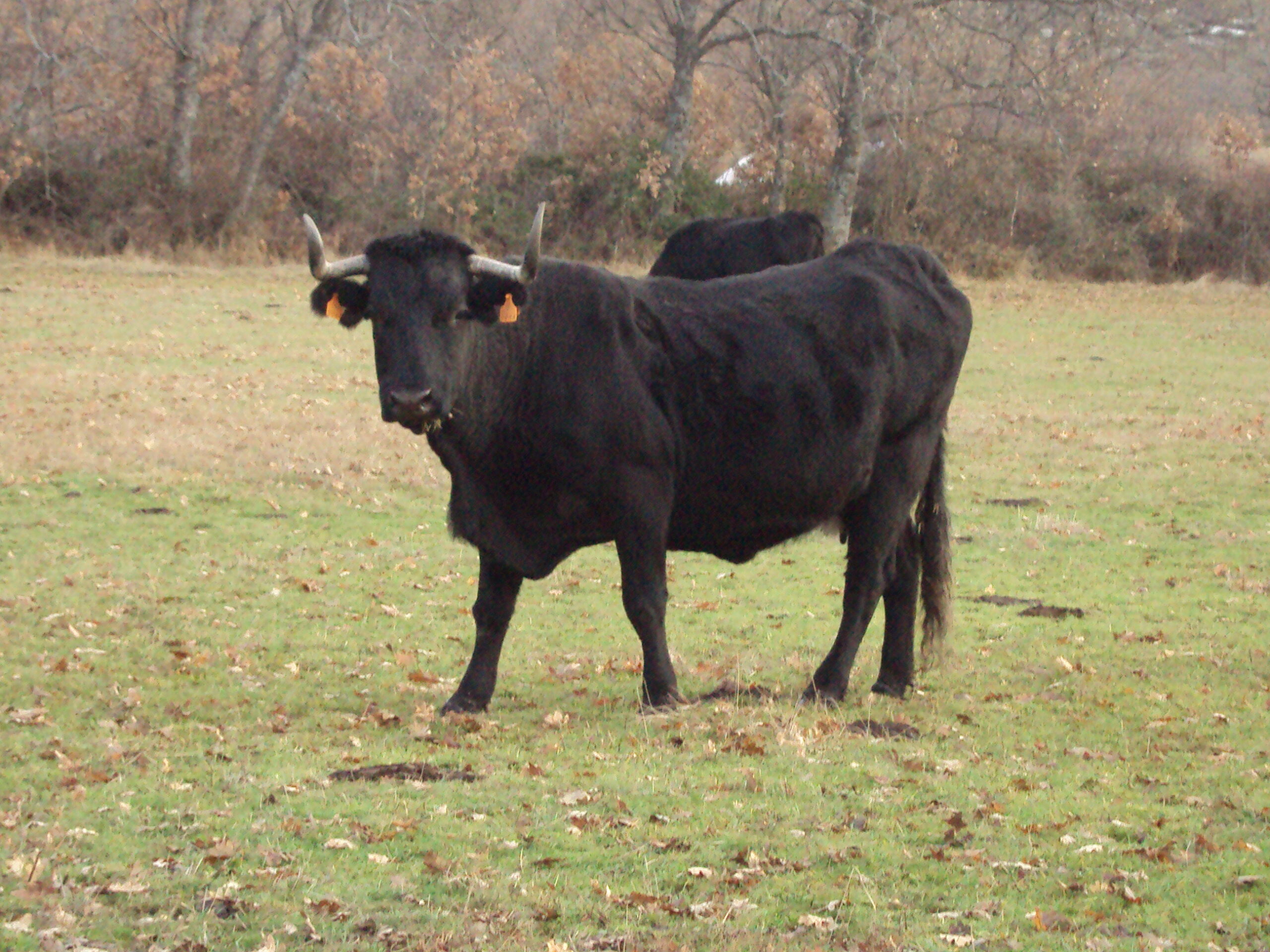 Raza de vacas de color negro
