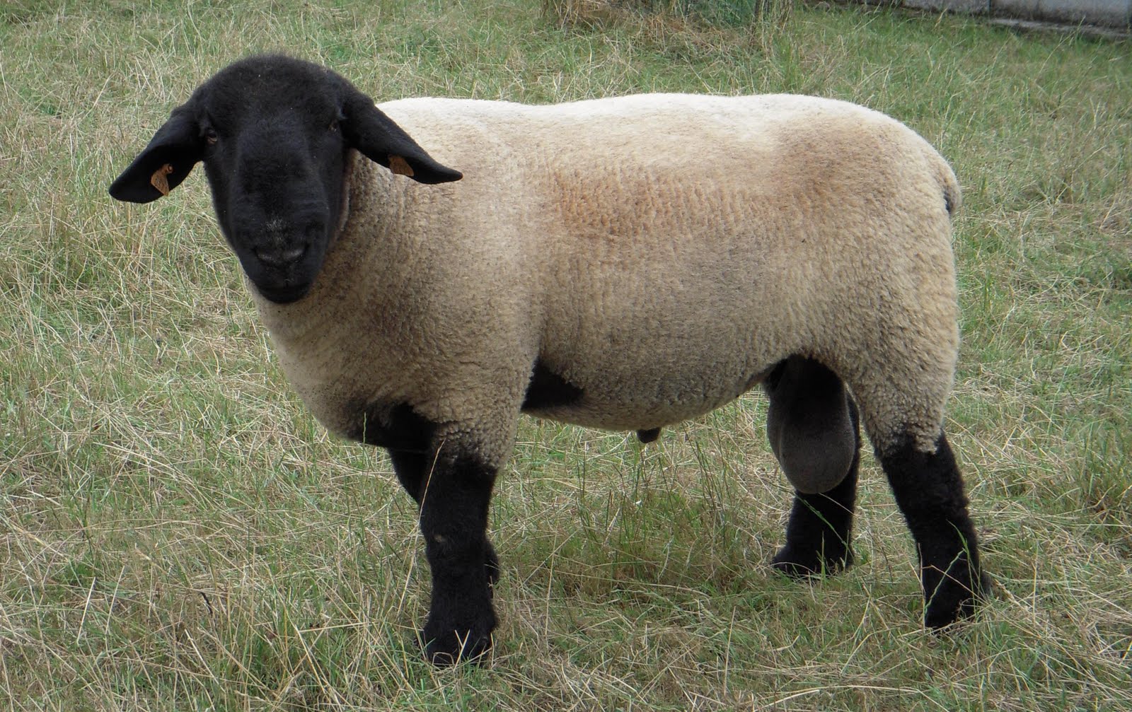 Raza inglesa de ovejas Suffolk: apariencia, descripción de ovejas y carneros de la raza.