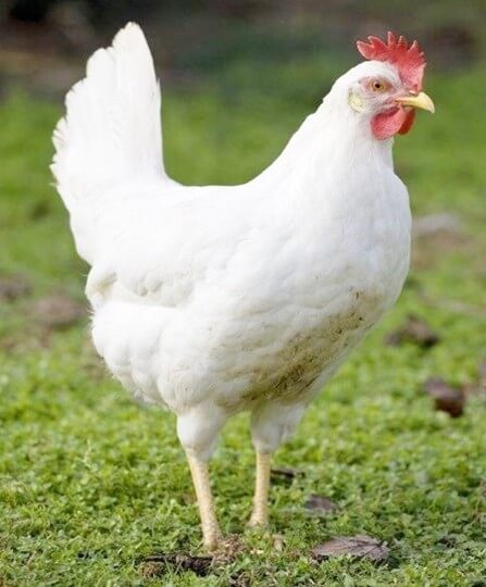 Razas blancas de pollos: características, tipos, elección, cuidados.