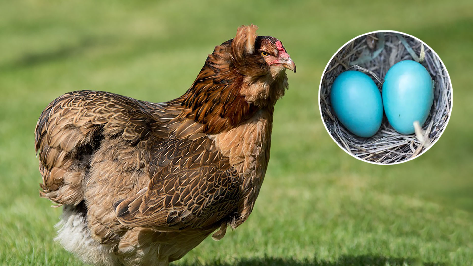 Razas de gallinas que ponen huevos azules y verdes.