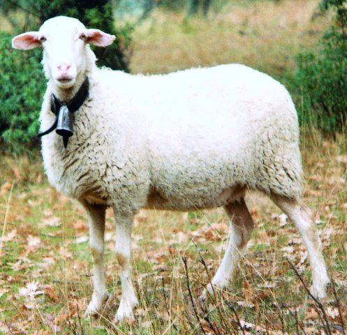Razas de ovejas blancas