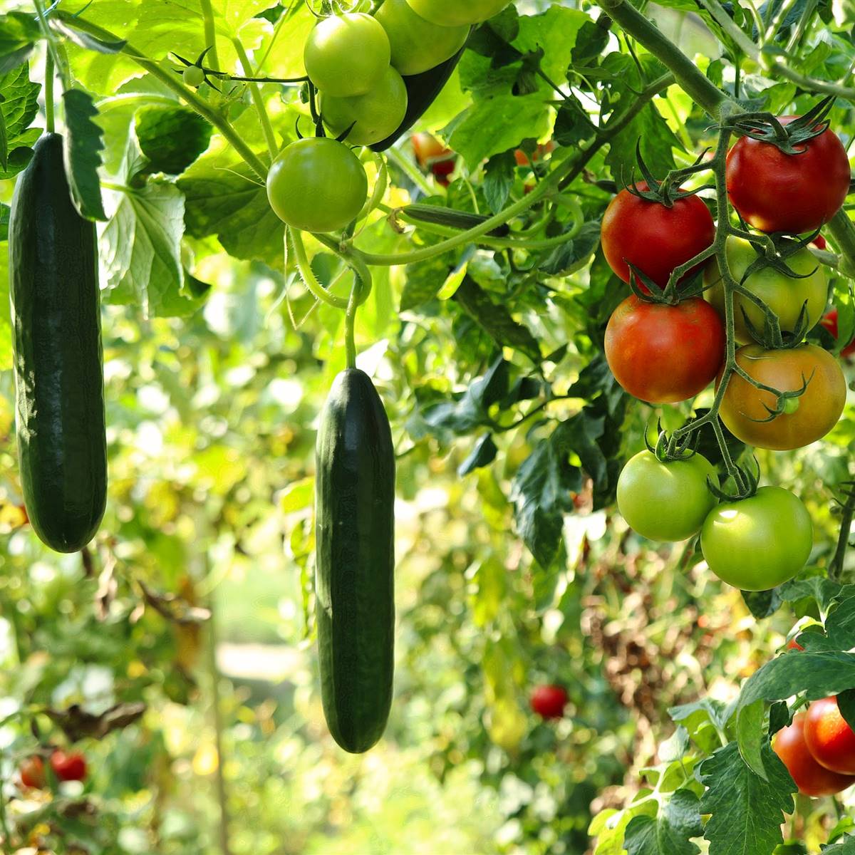 Recomendaciones de jardineros experimentados para preparar el terreno para plántulas de tomates.