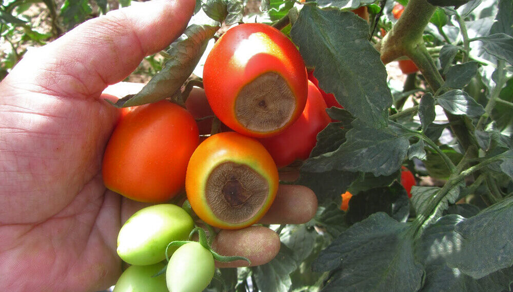 Reconocer rápidamente – curar a tiempo: por qué se produce la pudrición apical en los tomates y cómo tratarla