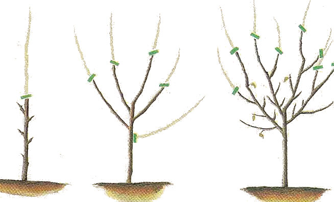 Reglas para podar árboles frutales en diferentes épocas del año.