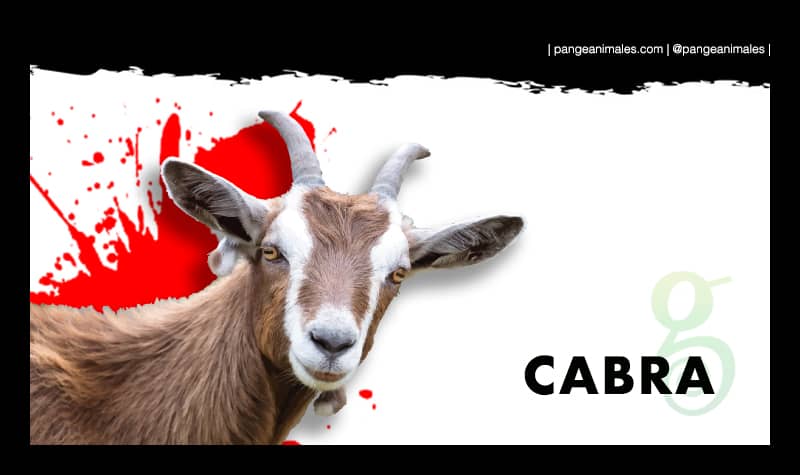 Resumen de las cabras checas: las principales características y características del contenido